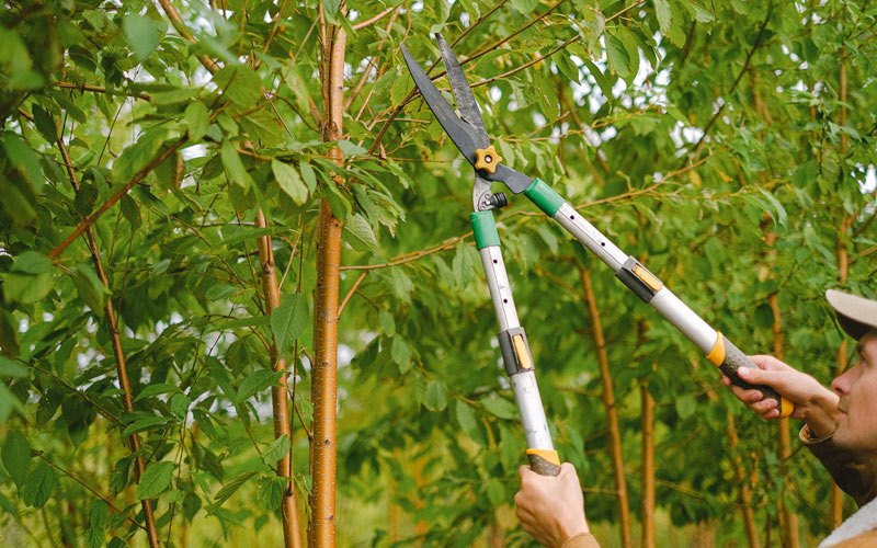 Tree trimming in Yucaipa, CA